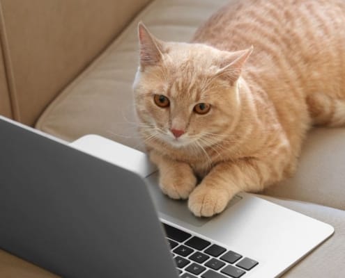 Katze arbeitet an einem Laptop